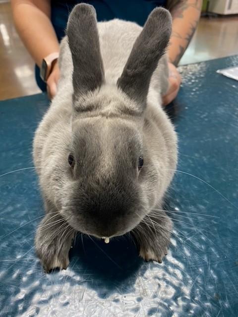 Rabbits