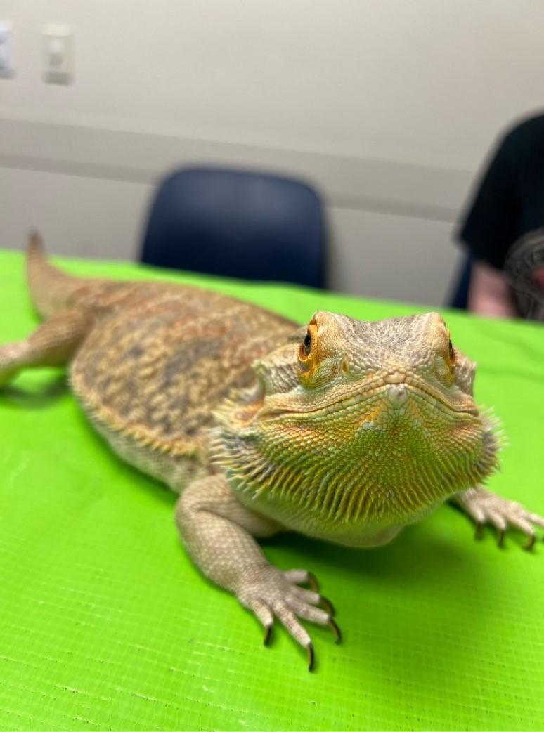Reptiles