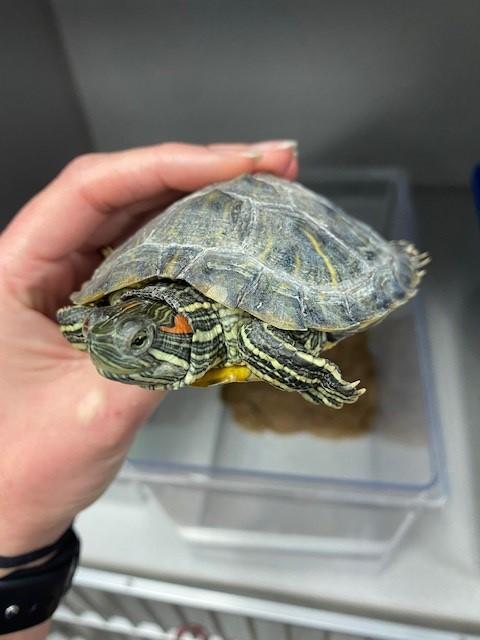 Turtles and Tortoises