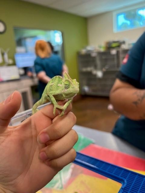 Lizards