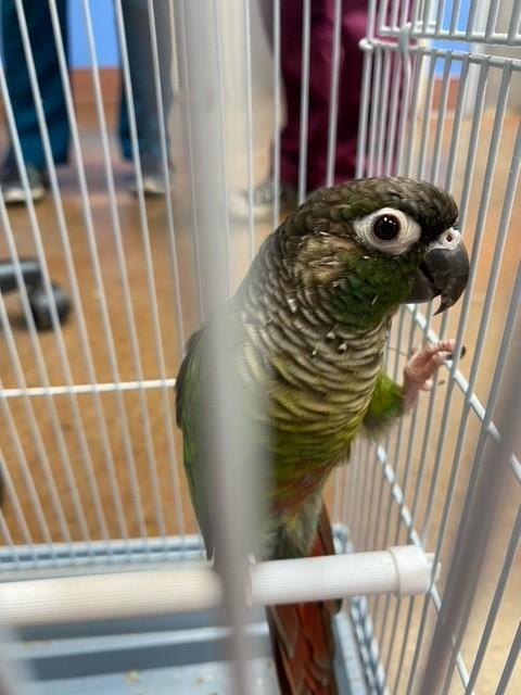 Budgies and Parakeets