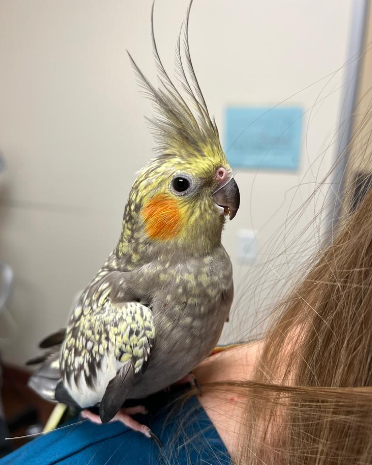 Cockatiels