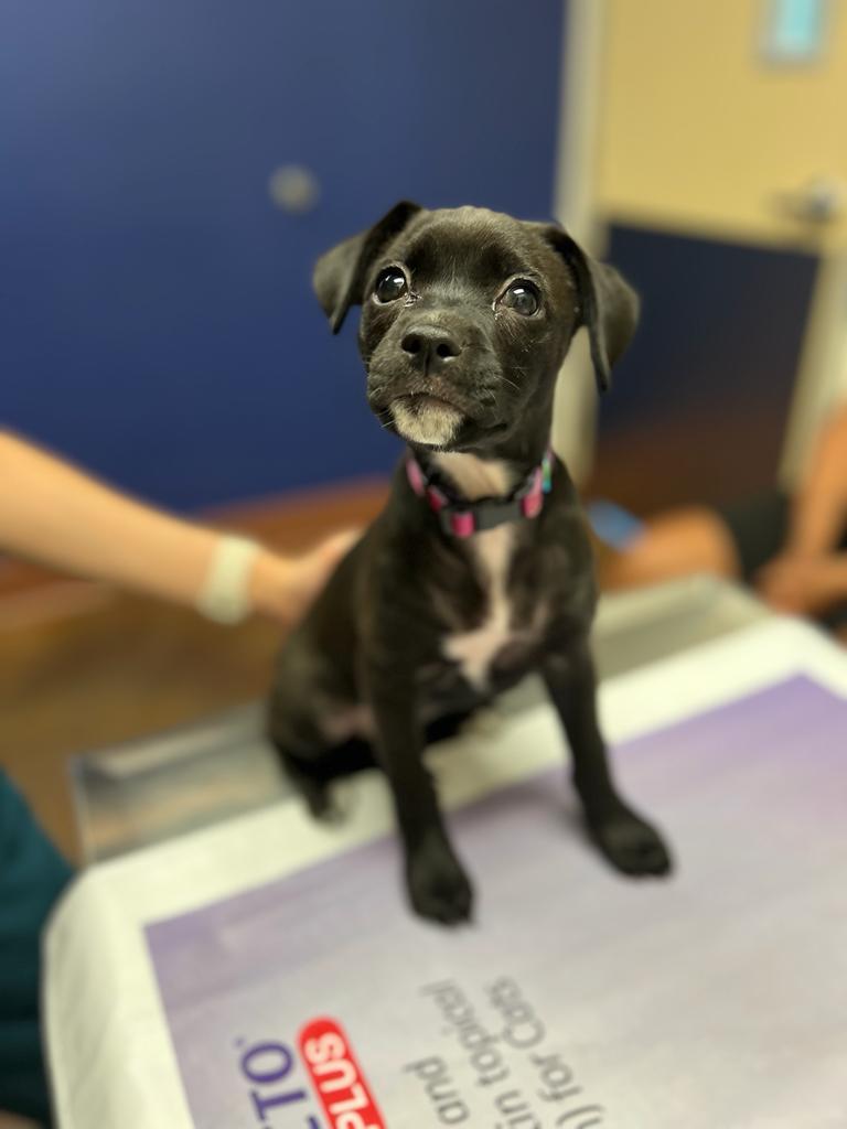Dog Spay And Neuter