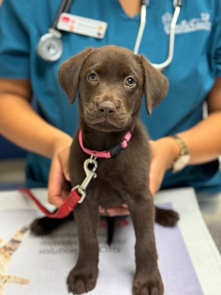 Dog Emergency