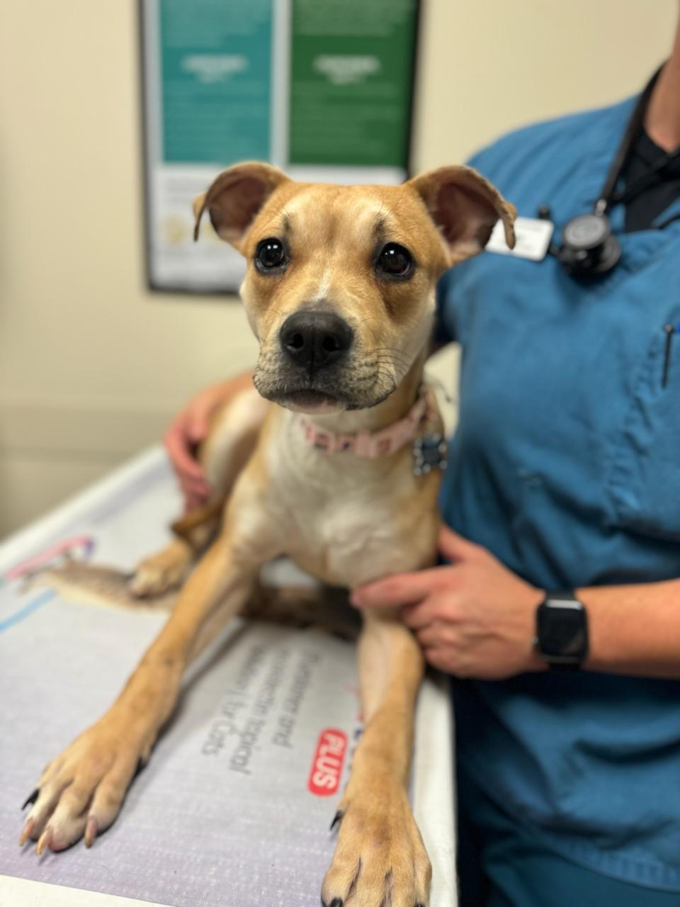 Dog Dental Care