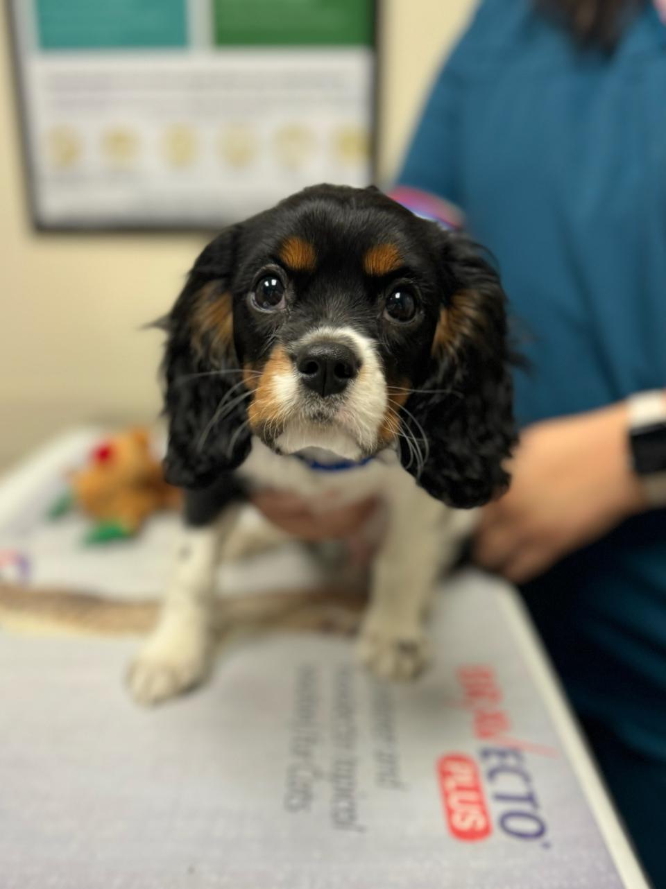 Dog Health Preventive Care