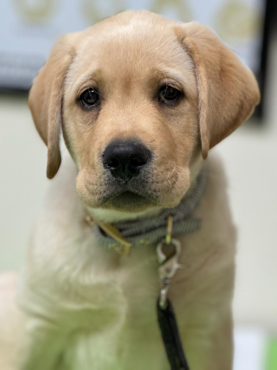 Puppy Care
