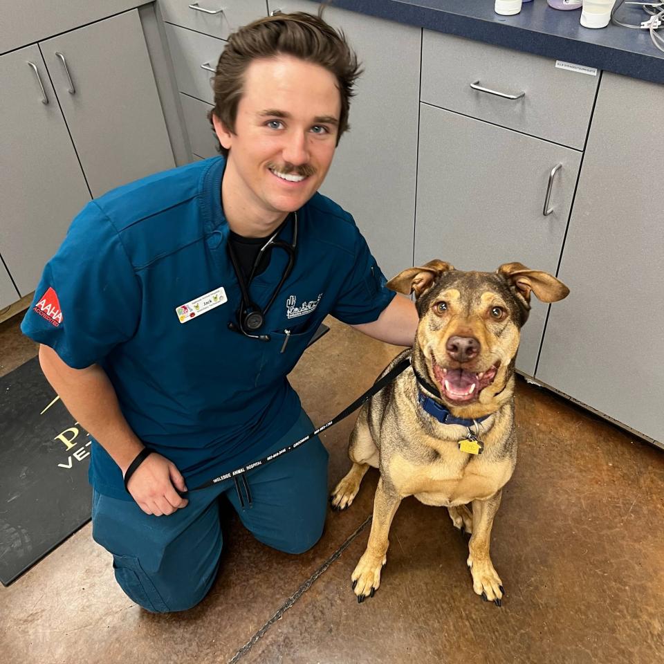 Laser Therapy for Dogs