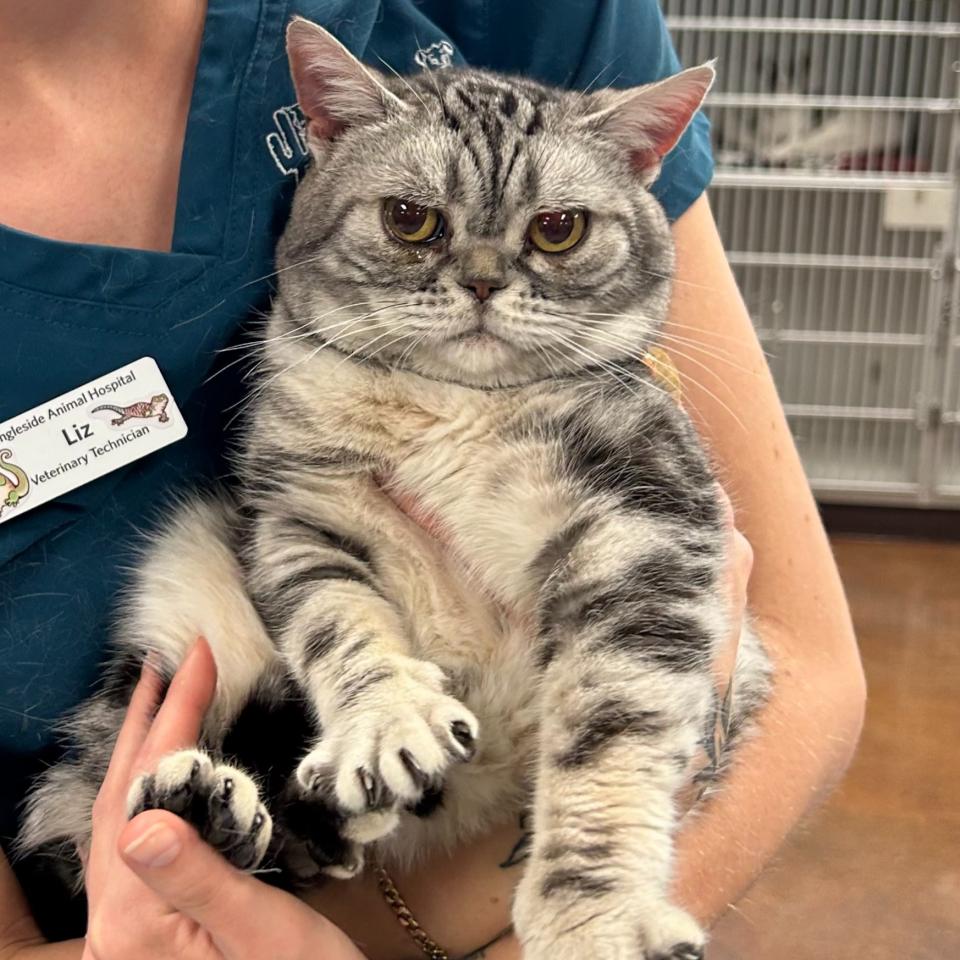 Cat Wellness Exams