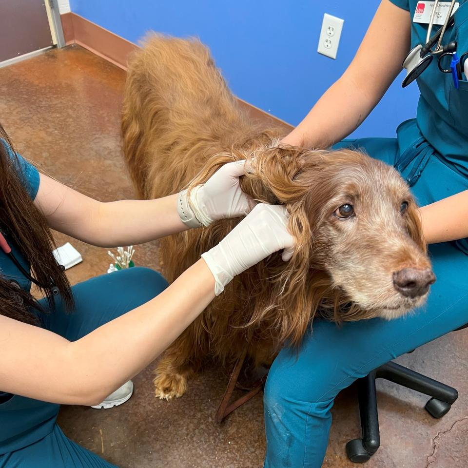 Dog Lab Tests