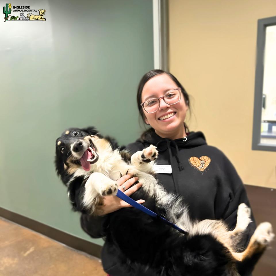 Dog Vaccinations