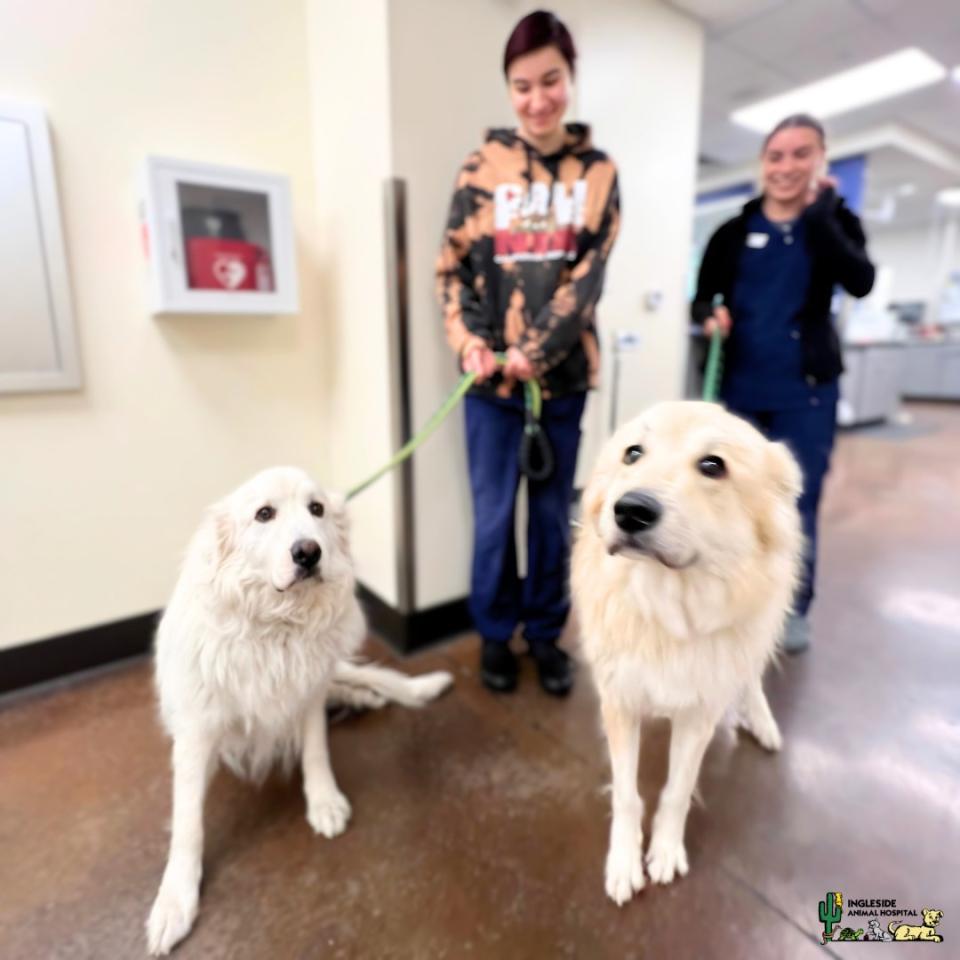 Dog Surgery
