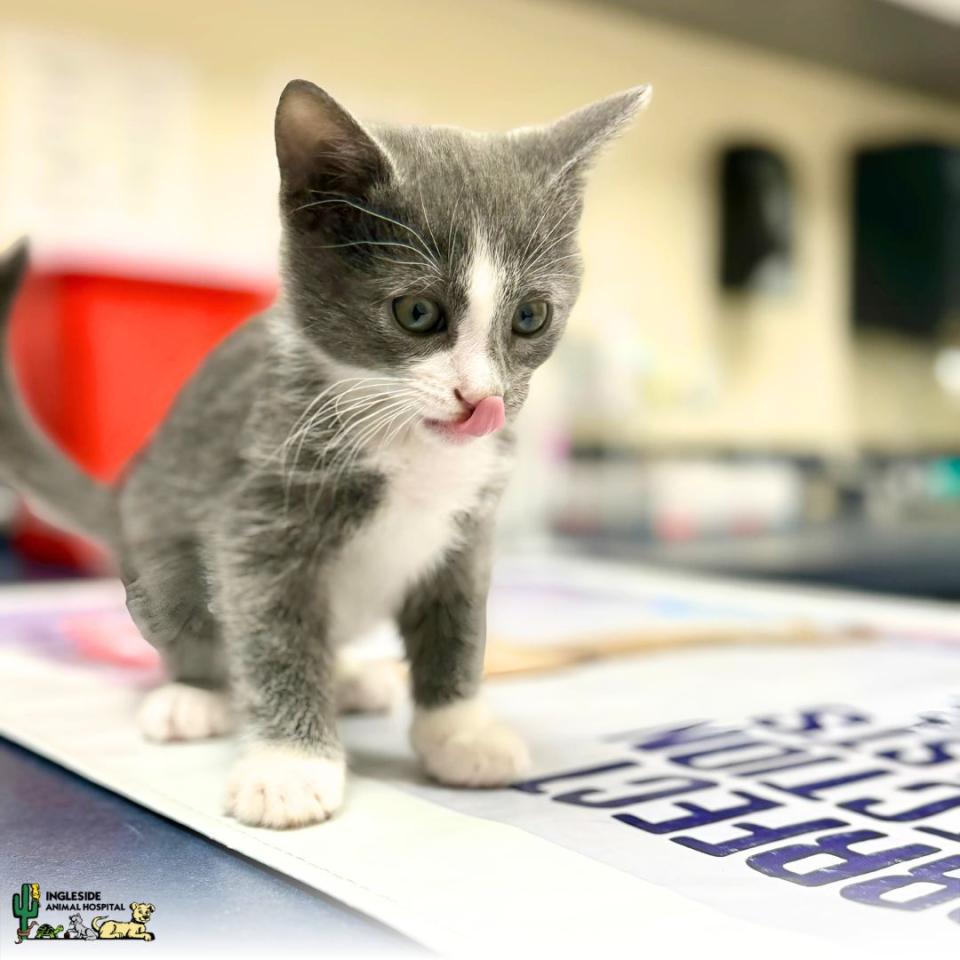 Puppy and Kitten Care