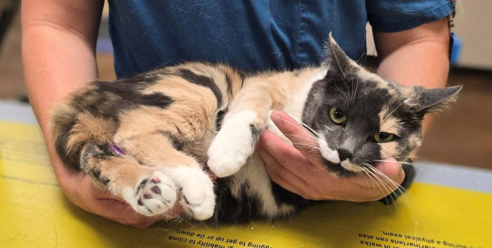 Cat Spaying & Neutering