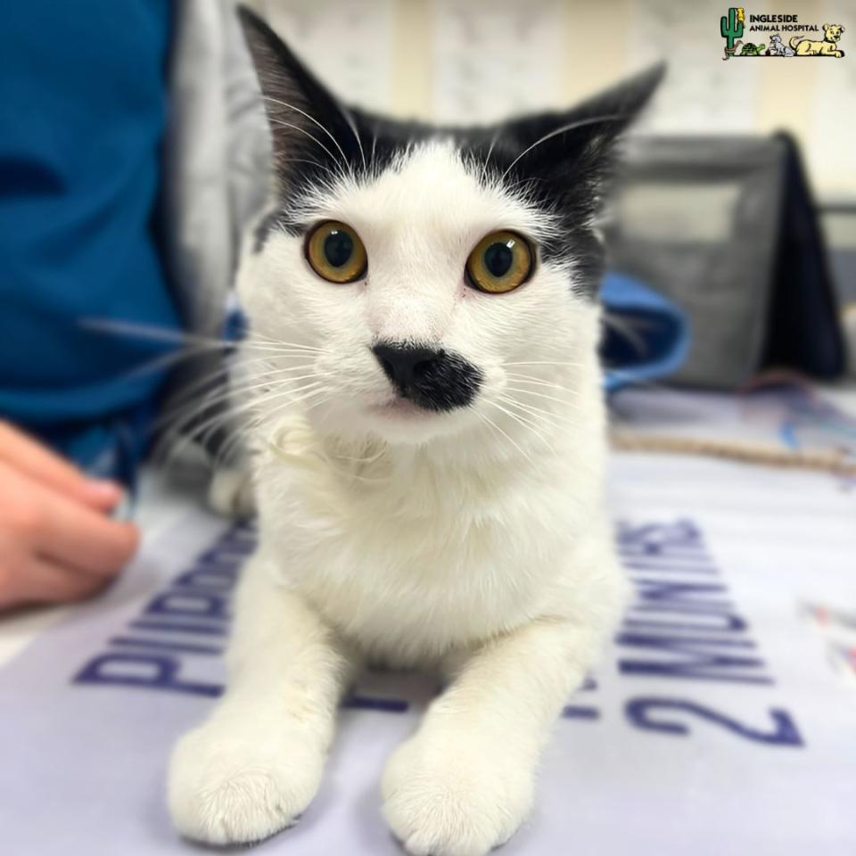 Cat Emergency