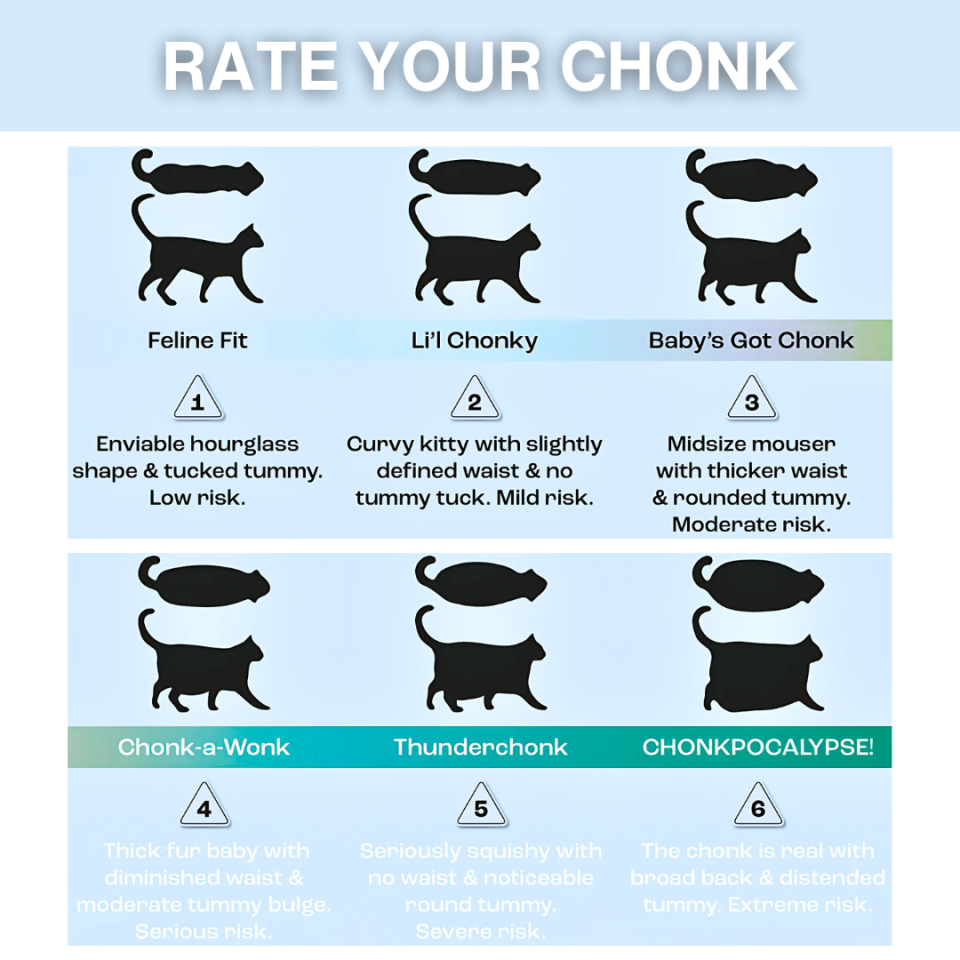 Cat Nutrition