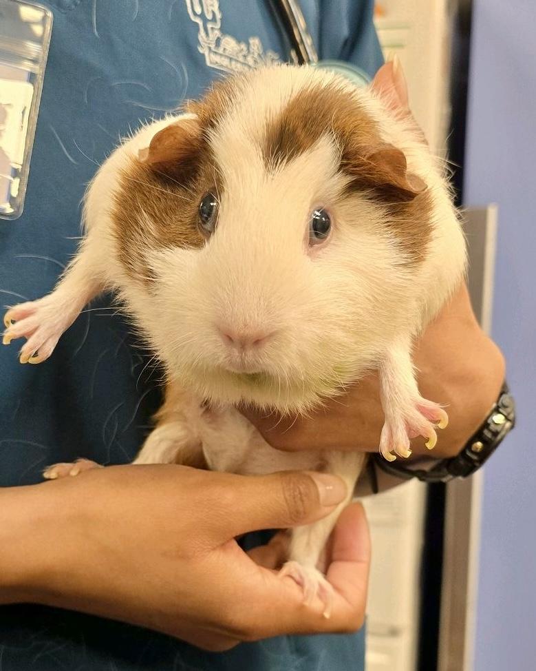 pocket_pets_guinea_pig