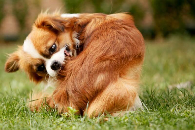 dog-with-fleas dog-with-fleas