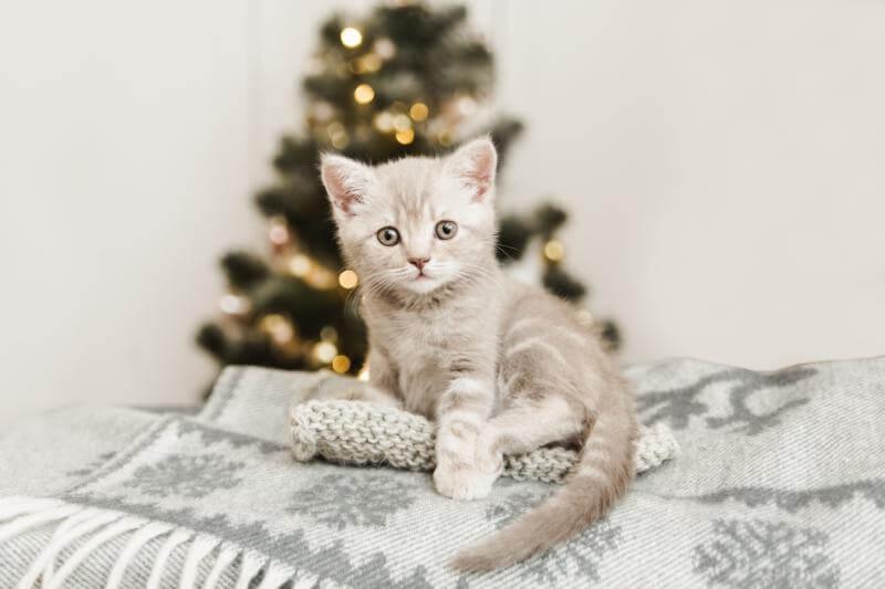 winter-kitten winter-kitten
