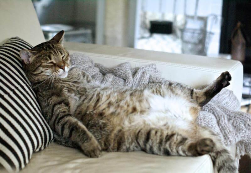 senior-lazy-cat