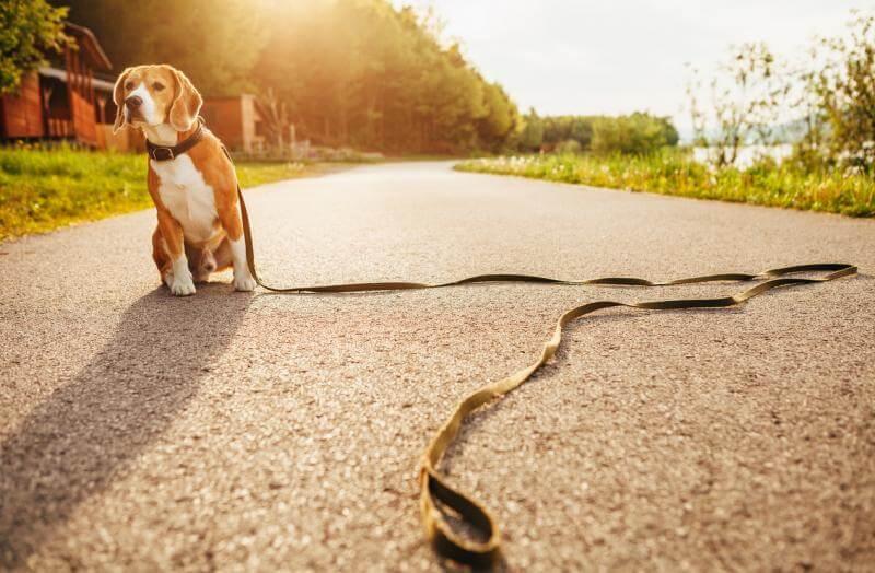 lost-dog lost-dog