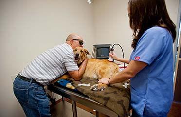 Veterinary laser best sale therapy near me