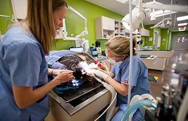 animal hospital animal hospital