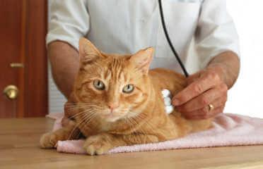 veterinary hospital veterinary hospital
