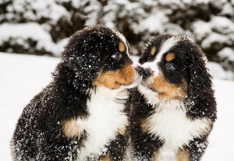 dogs-in-snow