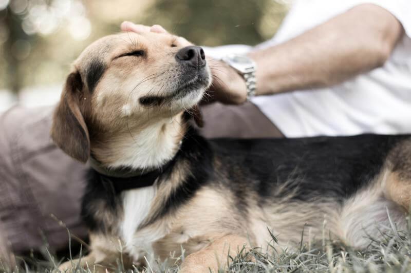 senior-pup senior-pup
