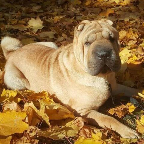 Chinese Shar-Pei | Ingleside Animal Hospital