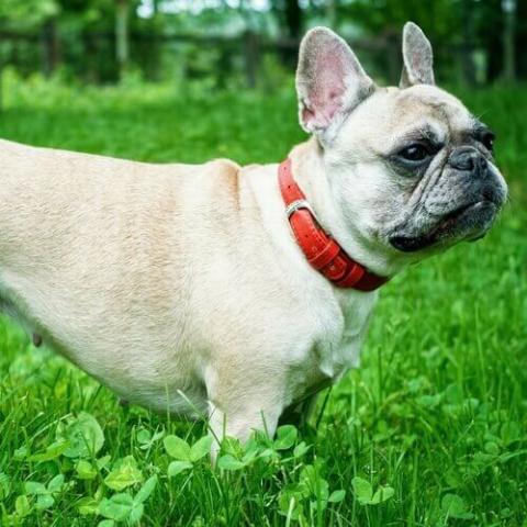 French Bulldog Ingleside Animal Hospital