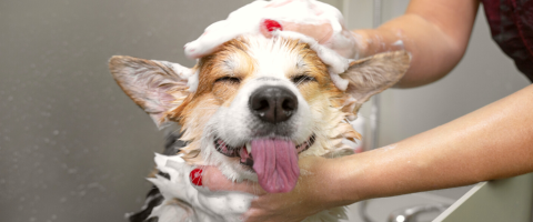 How To Find The Best Groomer