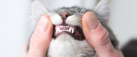 Pet Dental Month