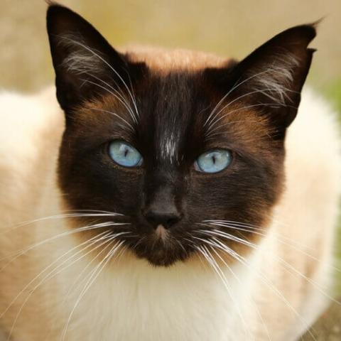 pet health pet health