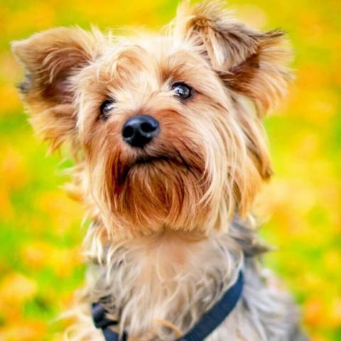 Yorkshire Terrier Ingleside Animal Hospital