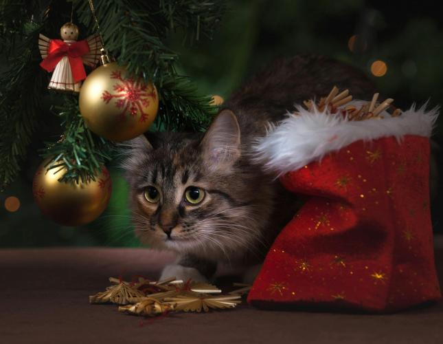 13 Holiday Foods That Are Dangerous to Cats