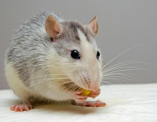 Do Rats Like Cheese?