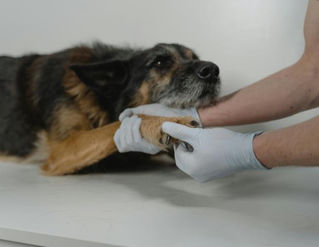 Laser Therapy for Dogs