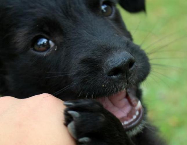 Puppy Biting: Why They Do It and How to Curb It