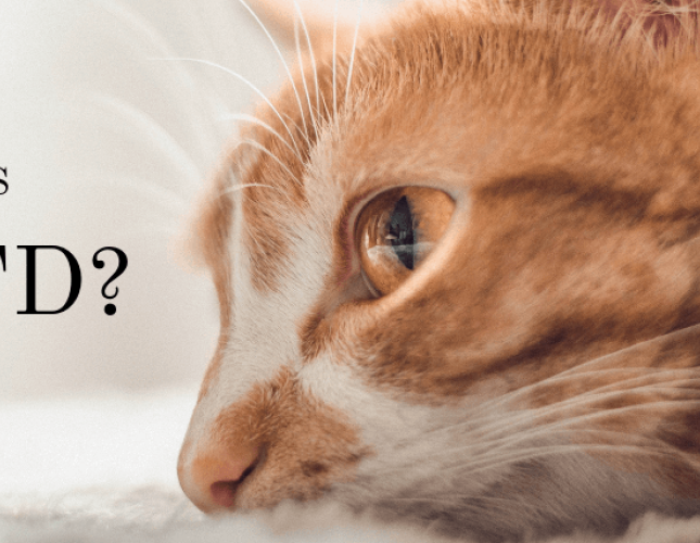 What Is Feline Lower Urinary Tract Disease (FLUTD)?