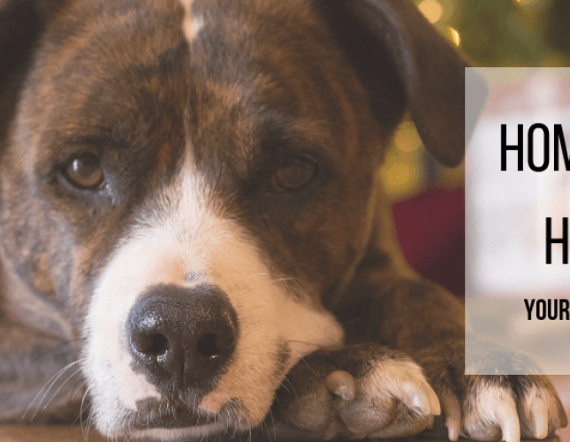 Home for the Holidays: Your New-Pet Checklist