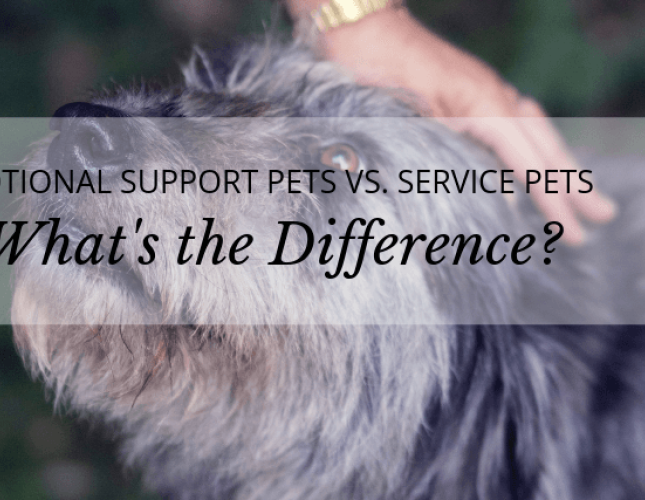 Emotional Support Pets vs. Service Pets: What’s the Difference?