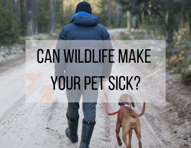 Can Wildlife Make Your Pet Sick?