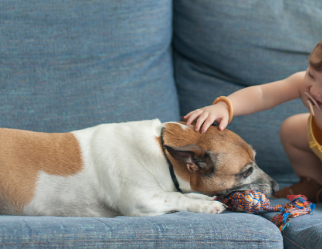 Baby Training Your Dog: What, When, Why?