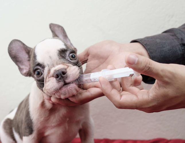 6 Reasons Why Buying Online Pet Prescriptions Is Not Worth the Risk