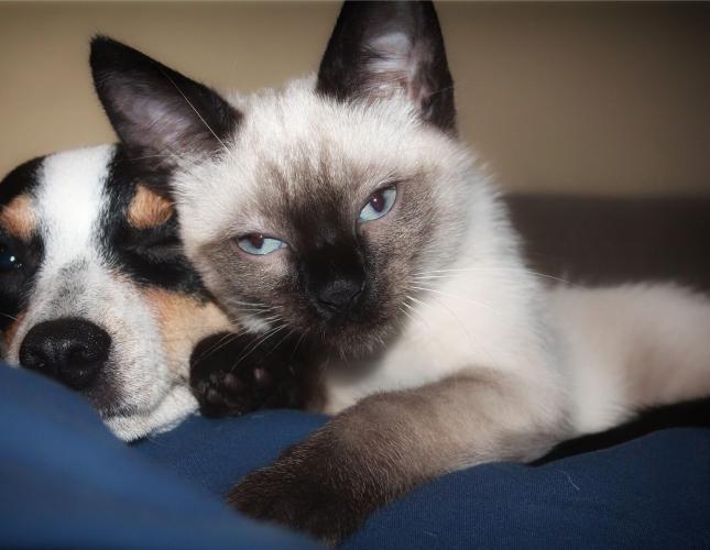 7 Things You Should Ask at a Vet Appointment