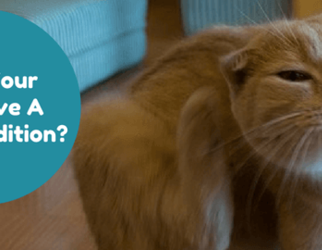 Does Your Cat Have a Skin Condition?