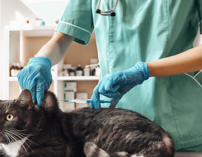 Cat Wellness 101: What Vaccinations Does My Feline Need?