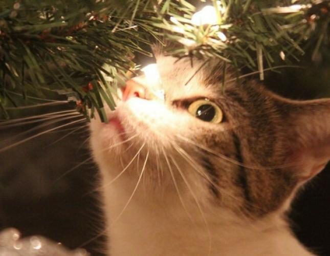 How to Avoid Holiday Cat Emergencies